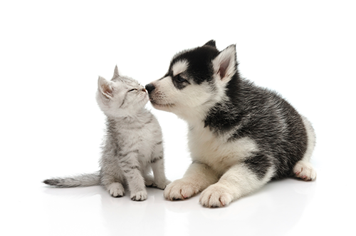 Puppy and Kitten